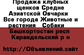 Продажа клубных щенков Средне Азиатской Овчарки - Все города Животные и растения » Собаки   . Башкортостан респ.,Караидельский р-н